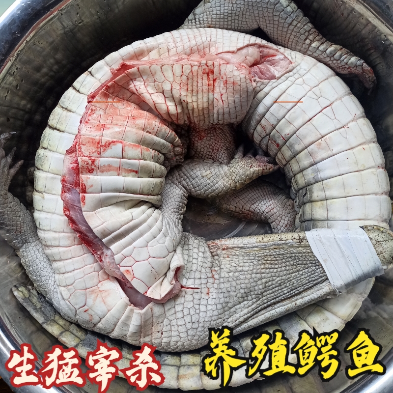 广州白条去内脏鳄鱼肉 8-20斤 适合烤鳄鱼 鳄鱼宴 送礼