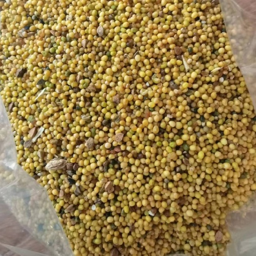 亳州油菜籽