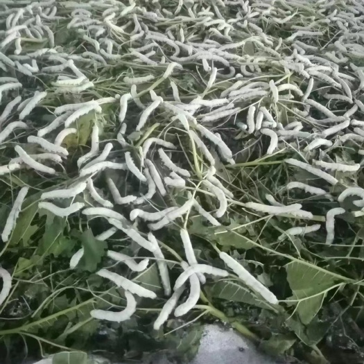 舞钢市蚕丝，订做蚕丝被