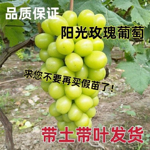 平邑县阳光玫瑰葡萄苗嫁接苗包结果支持技术指导可签合同货到付款