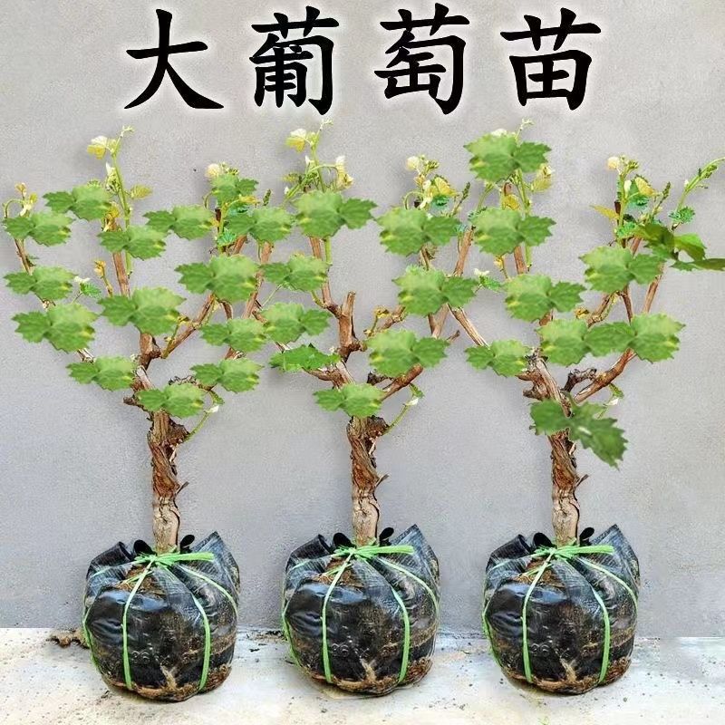 甜蜜蓝宝石葡萄苗易成活易管理阳台庭院南北方都可种植现挖现发