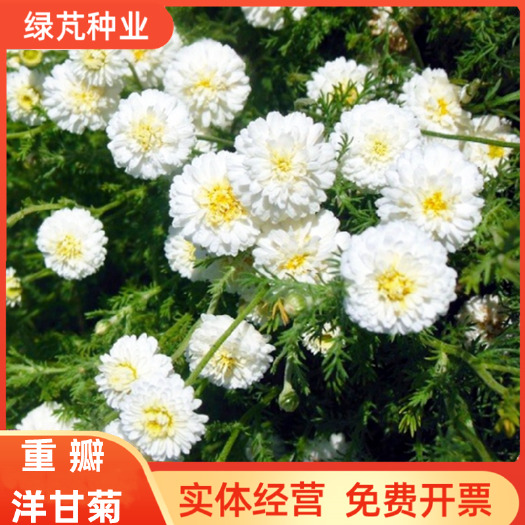 西洋甘菊种子 切花洋甘菊 重瓣双花洋甘菊 外庭院盆栽花种籽子