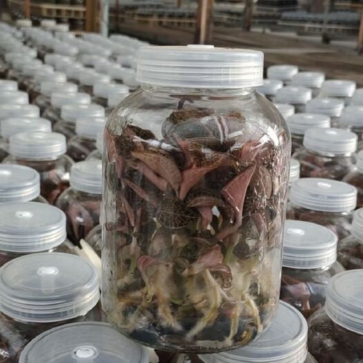南靖县金线莲药材种植送种植资料