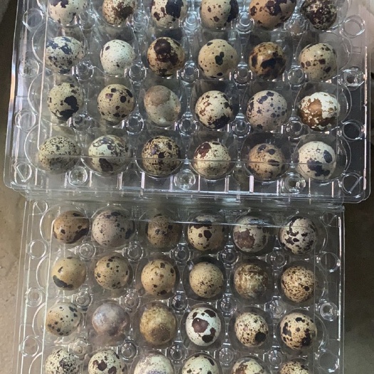 邢台盒装鹌鹑蛋
