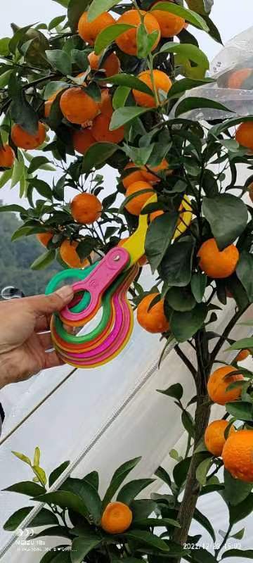 沙糖橘
