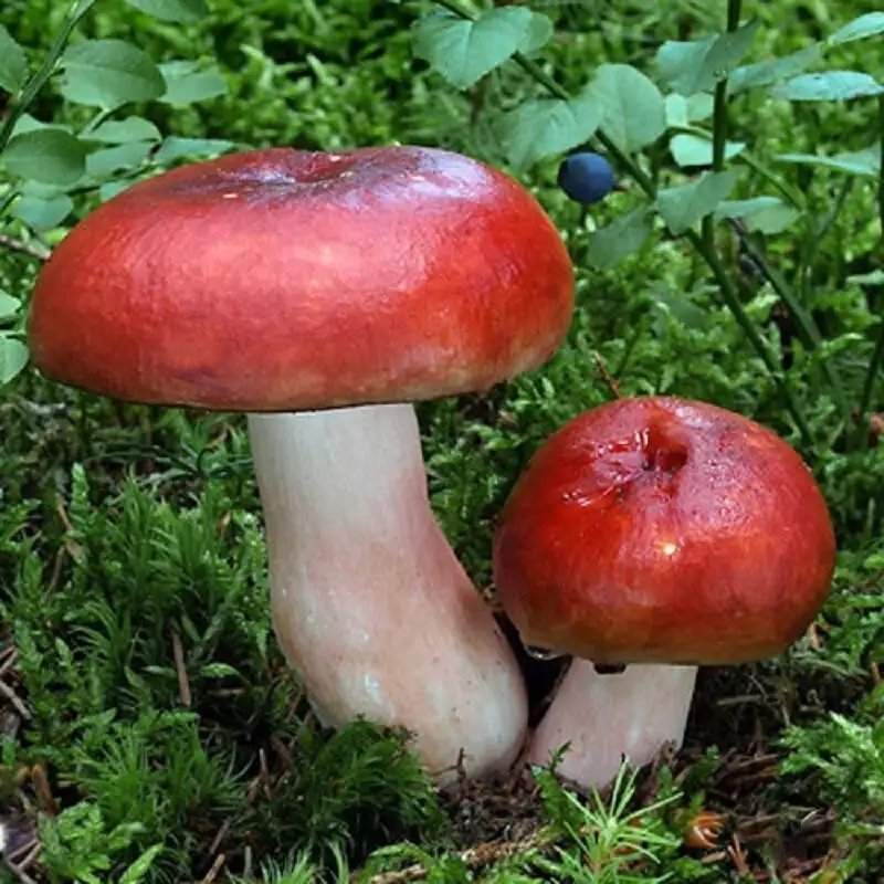 枣庄红菇菌种(供应母种、原种、栽培种)，常年供应各类食用菌菌种