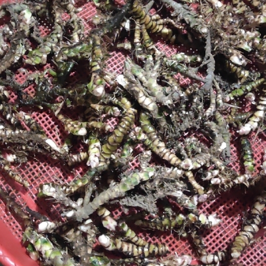 融安县石菖蒲自然风干