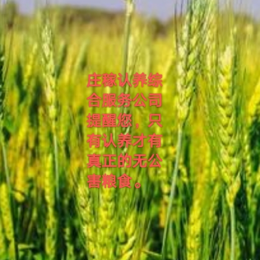 怀远县农产品加工服务