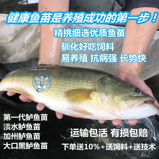 广州优质鲈鱼苗加州鲈鱼苗品种优良长势快全国发货