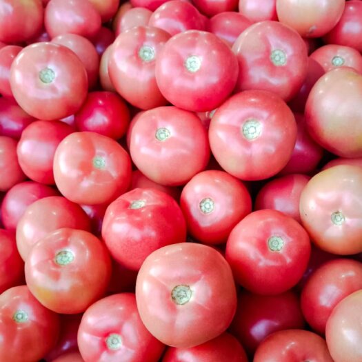 硬粉西红柿 可对接商超市场电商 欢迎全国客商诚心合作