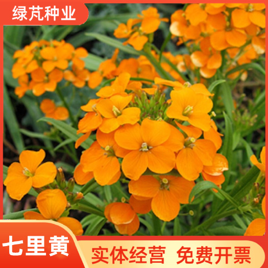 沭阳县七里黄种子耐热耐寒糖芥桂竹香阳台盆栽绿化景观花海黄色花卉种籽