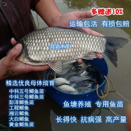 广州中科五号三号鲫鱼苗彭泽鲫黄金鲫东北鲫大白鲫鱼苗品种优良