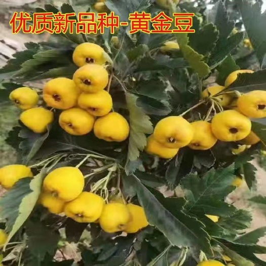 平邑县黄如意山楂树苗大果山楂苗易成活易管理阳台庭院南北方都可种植