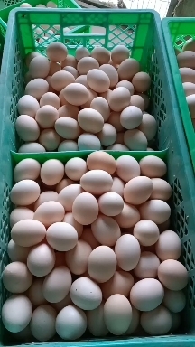肃宁县每日大量出售新鲜鸡蛋