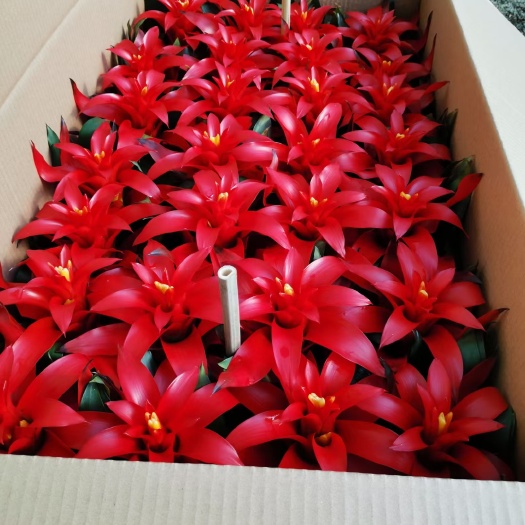 青州市凤梨花