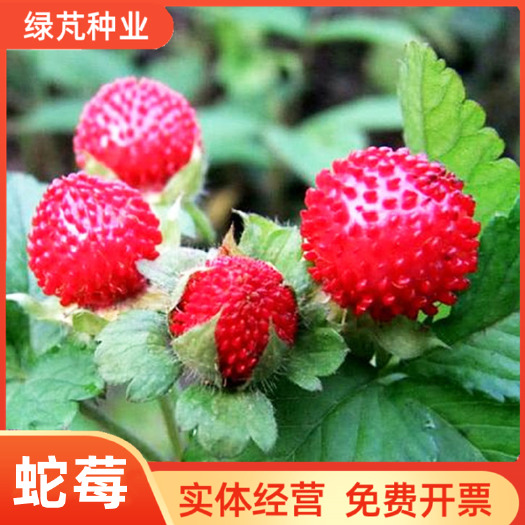 沭阳县蛇莓种子 野生草莓多年生园林地被花籽草坪点缀 庭院盆栽花卉种
