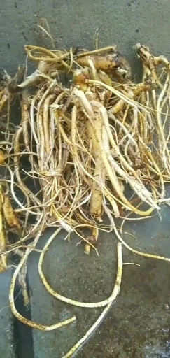 钟山县纯五指毛桃，干货扎把。在深山老林成长多年的好东西
