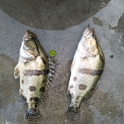 东至县鳜鱼，现货，量大价优，可谈