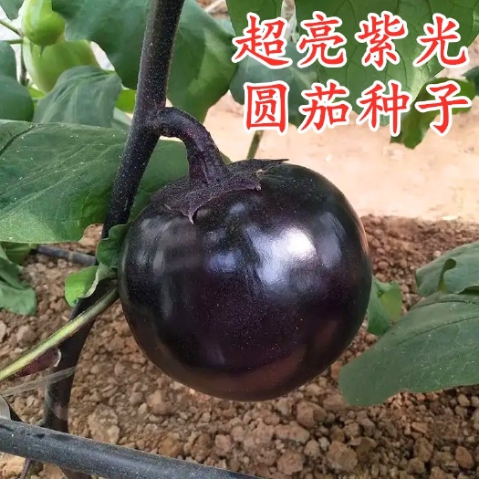 衡阳圆茄种子黑色圆形茄种籽紫黑色果型大产量高口感好四季蔬菜黑圆王