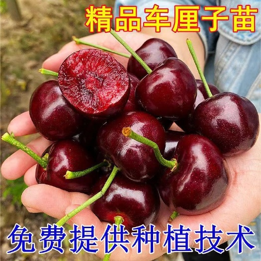 平邑县车厘子树苗大樱桃树苗嫁接苗易成活易管理阳台庭院南北方都可种植