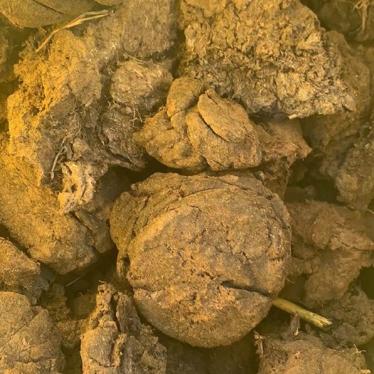 可点燃的柴火牛粪干牛粪四川大草原牛粪