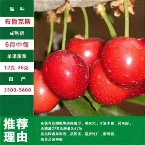 平邑县布鲁克斯樱桃树易成活易管理阳台庭院南北方都可种植现挖现发