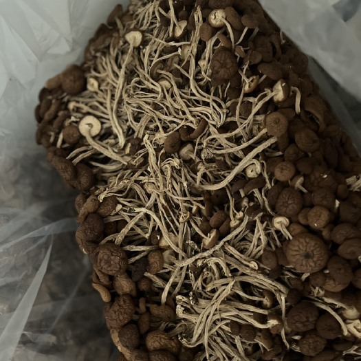 南平茶树菇