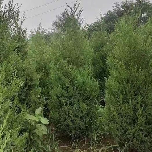汝南县蜀侩合作社