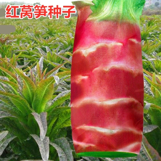 衡阳四季红尖叶莴苣种子 红剑香莴笋种子 耐寒耐热红皮莴笋籽蔬菜种