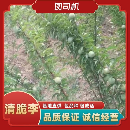 苍溪县青脆李 巫山脆李苗，果子大脆甜离核，产量高挂果早