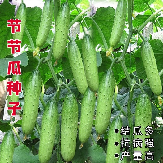 衡阳压趴架水果黄瓜种子  早熟生长旺盛果肉脆嫩清香易栽培水果黄瓜