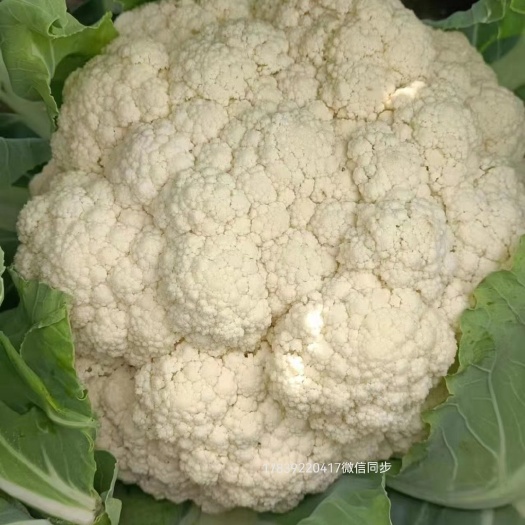 开封精品花菜