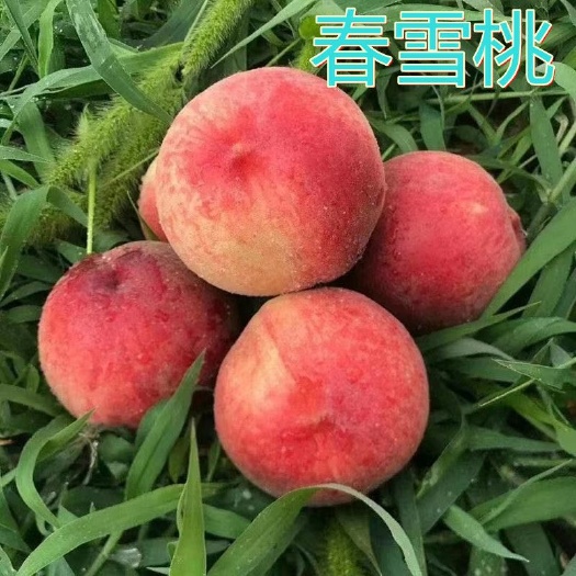 平邑县春雪红桃苗脆甜桃离核桃易成活易管理阳台庭院南北方都可种植