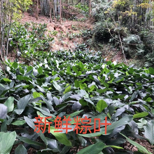 兴业县大量新鲜小粽叶（20张一把），订货请提前