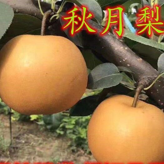 平邑县秋月梨树苗嫁接苗各种梨树品种易成活易管理阳台庭院南北方可种植