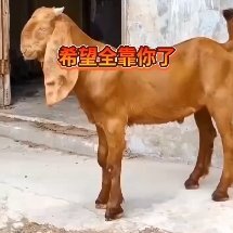 大马第二代黄金羊