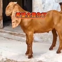 资阳大马第二代黄金羊