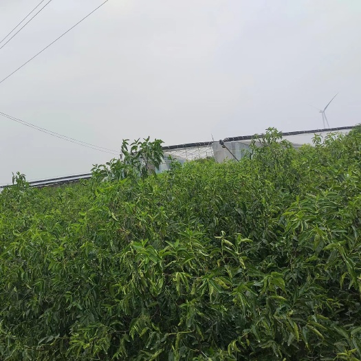 大荔县大荔优质冬枣苗大量出售20元1棵