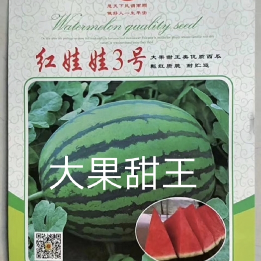 扶沟县红娃娃3号大果甜王抗病性强囗感好含糖量高耐裂果20斤以上