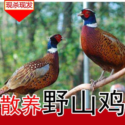 【顺丰冷链包邮】农家散养山鸡肉山鸡蛋公鸡老母鸡土鸡肉