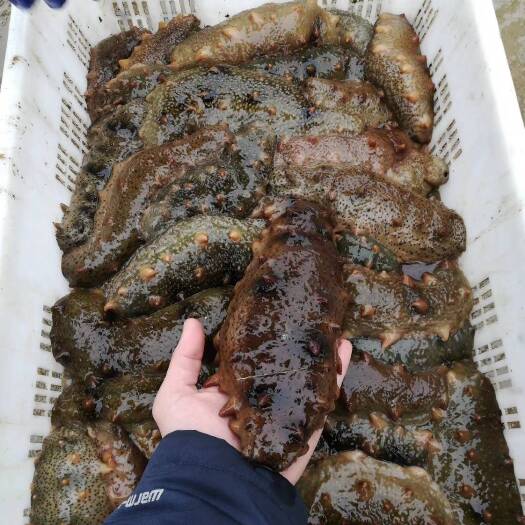 大连参 肉刺挺 底足密 內筋壮  品牌供货商