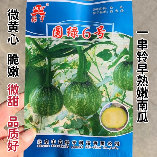 沭阳县圆绿6号一串玲南瓜种子微黄心脆嫩微甜嫩南瓜种籽一串铃南瓜种子