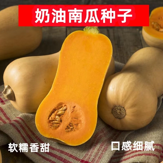 衡阳阿根廷奶油南瓜种子早熟奶油味香甜粉糯南瓜种子阳台蔬菜种子