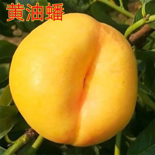 平邑县黄油蟠桃树苗嫁接苗易成活易管理阳台庭院南北方都可种植基地直发