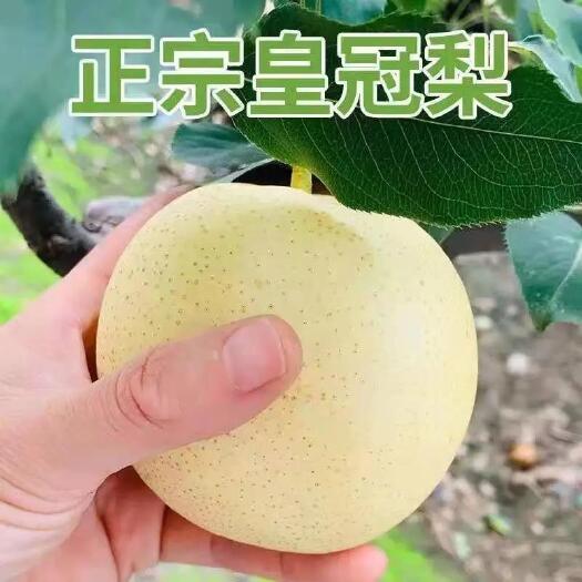 平邑县皇冠梨树苗嫁接苗易成活易管理阳台庭院南北方都可种植基地直发