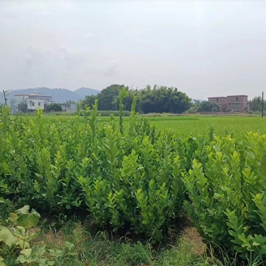 封开县正宗广东香水柠檬苗