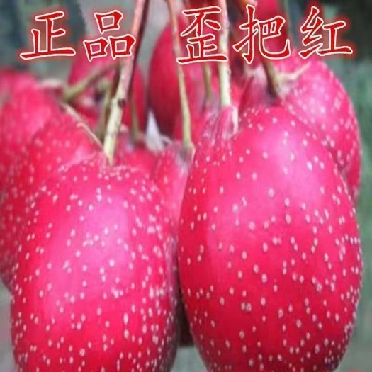 平邑县歪把红山楂苗嫁接苗易成活易管理阳台庭院南北方都可种植基地直发