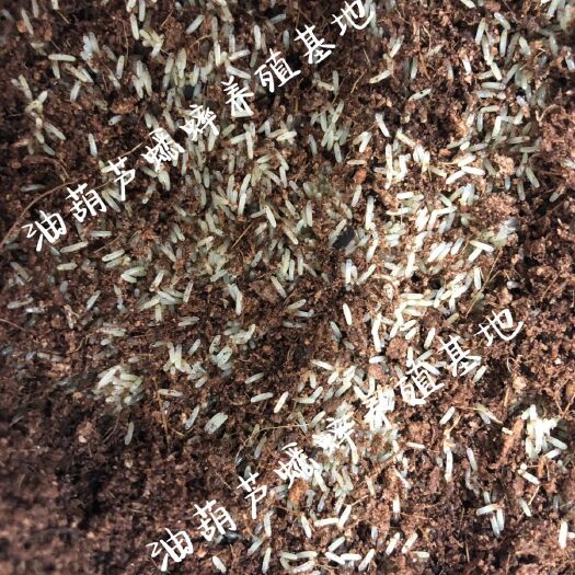 郏县油葫芦蟋蟀种卵，养殖场繁殖专用，买10盒赠送技术视频