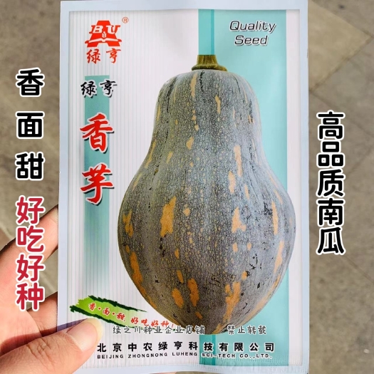 沭阳县正品香芋南瓜种子 香面甜高品质种子果肉橙黄粉糯香芋味南瓜种籽