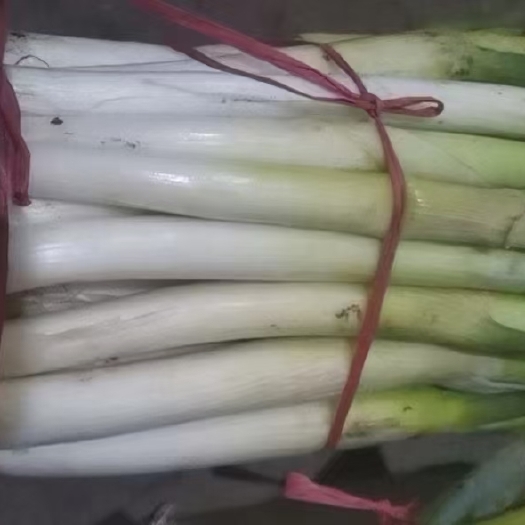 汶上县大葱，在家种的